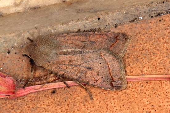 Noctuidae -  Agrochola lota